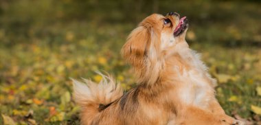 Sevimli küçük evcil hayvan, evlat edinme konsepti. Genç altın ışık Doggo, yakın plan portre 