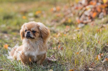 Sevimli küçük evcil hayvan, evlat edinme konsepti. Genç altın ışık Doggo, yakın plan portre 