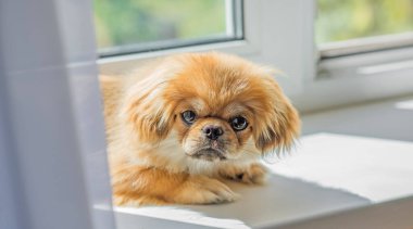 Sevimli küçük evcil hayvan, evlat edinme konsepti. Genç altın ışık Doggo, yakın plan portre 