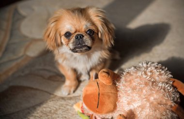Sevimli küçük evcil hayvan, evlat edinme konsepti. Genç altın ışık Doggo, yakın plan portre 