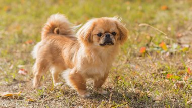 Sevimli küçük evcil hayvan, evlat edinme konsepti. Genç altın ışık Doggo, yakın plan portre 