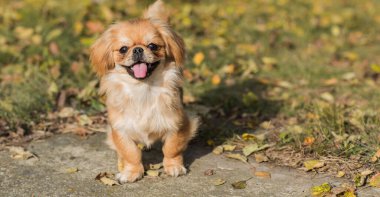 Sevimli küçük evcil hayvan, evlat edinme konsepti. Genç altın ışık Doggo, yakın plan portre 