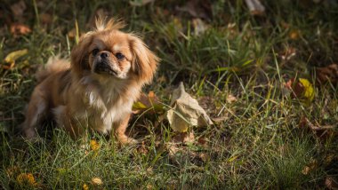 Sevimli küçük evcil hayvan, evlat edinme konsepti. Genç altın ışık Doggo, yakın plan portre 