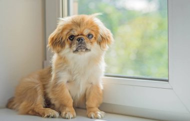 Sevimli küçük evcil hayvan, evlat edinme konsepti. Genç altın ışık Doggo, yakın plan portre 