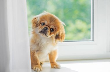 Sevimli küçük evcil hayvan, evlat edinme konsepti. Genç altın ışık Doggo, yakın plan portre 