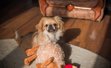 Sevimli küçük evcil hayvan, evlat edinme konsepti. Genç altın ışık Doggo, yakın plan portre 