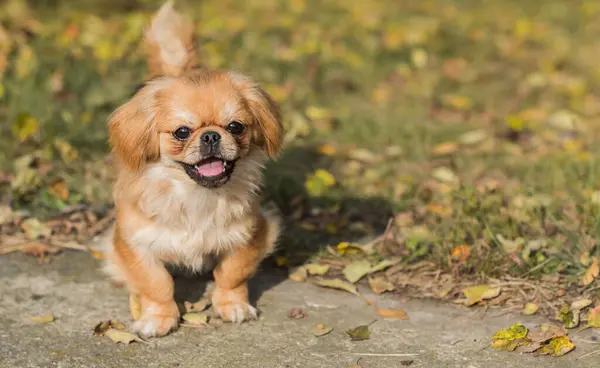 Cute little Pet, adoption concept . Young golden light Doggo, close up portrait