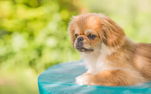 Cute little Pet, adoption concept . Young golden light Doggo, close up portrait