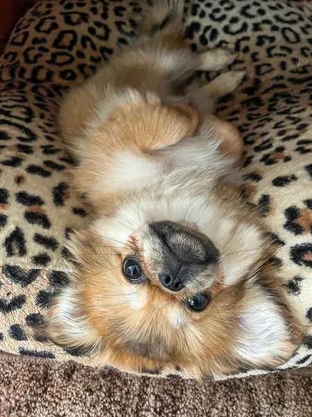 Little cute teenage Pekingese dog. Doggo lifestyle, adoption concept