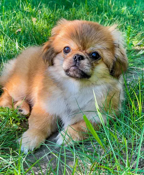 Little cute teenage Pekingese dog. Doggo lifestyle, adoption concept