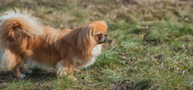 Doğa yürüyüşünde sevimli pofuduk bir arkadaş. Mutlu köpek yaşam tarzı