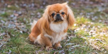 Doğa yürüyüşünde sevimli pofuduk bir arkadaş. Mutlu köpek yaşam tarzı