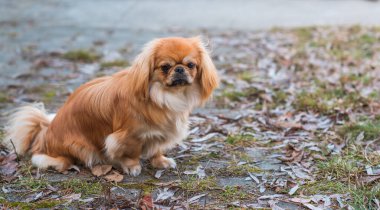 Doğa yürüyüşünde sevimli pofuduk bir arkadaş. Mutlu köpek yaşam tarzı