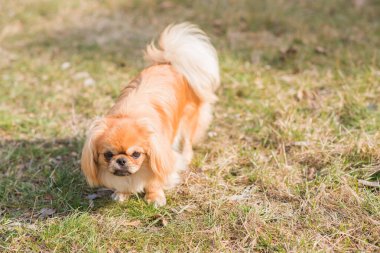 Doğa yürüyüşünde sevimli pofuduk bir arkadaş. Mutlu köpek yaşam tarzı
