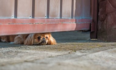 Doğa yürüyüşünde sevimli pofuduk bir arkadaş. Mutlu köpek yaşam tarzı