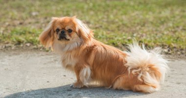 Doğa yürüyüşünde sevimli pofuduk bir arkadaş. Mutlu köpek yaşam tarzı