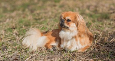 Doğa yürüyüşünde sevimli pofuduk bir arkadaş. Mutlu köpek yaşam tarzı