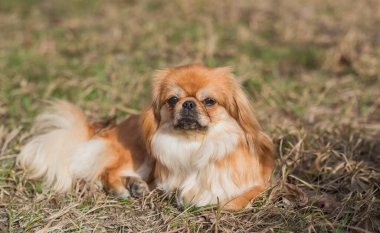 Doğa yürüyüşünde sevimli pofuduk bir arkadaş. Mutlu köpek yaşam tarzı