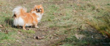 Doğa yürüyüşünde sevimli pofuduk bir arkadaş. Mutlu köpek yaşam tarzı