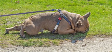 Şehir parkında oynayan Fransız buldogları. Köpek en iyi insan dostudur. Evcil hayvan yaşam tarzı