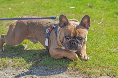 Şehir parkında oynayan Fransız buldogları. Köpek en iyi insan dostudur. Evcil hayvan yaşam tarzı