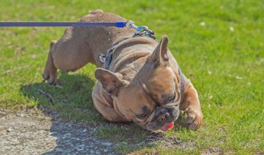 Şehir parkında oynayan Fransız buldogları. Köpek en iyi insan dostudur. Evcil hayvan yaşam tarzı