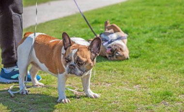 Şehir parkında oynayan Fransız buldogları. Köpek en iyi insan dostudur. Evcil hayvan yaşam tarzı