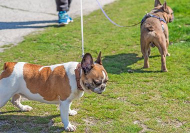 Şehir parkında oynayan Fransız buldogları. Köpek en iyi insan dostudur. Evcil hayvan yaşam tarzı