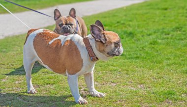 Şehir parkında oynayan Fransız buldogları. Köpek en iyi insan dostudur. Evcil hayvan yaşam tarzı