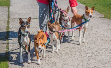 Basenji şehir parkında oynuyor. Köpek en iyi insan dostudur. Evcil hayvan yaşam tarzı