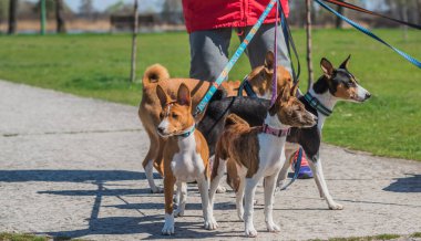 Basenji şehir parkında oynuyor. Köpek en iyi insan dostudur. Evcil hayvan yaşam tarzı