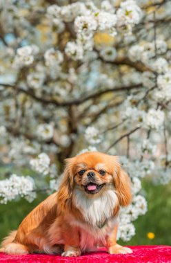 Güneşli bahçede güzel altın renkli Pekin köpeği, evcil hayvan yaşam tarzı. Küçük köpek portresi.