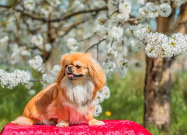 Güneşli bahçede güzel altın renkli Pekin köpeği, evcil hayvan yaşam tarzı. Küçük köpek portresi.