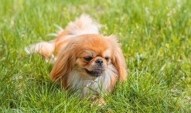 Güneşli bahçede güzel altın renkli Pekin köpeği, evcil hayvan yaşam tarzı. Küçük köpek portresi.