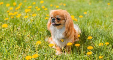 Güneşli bahçede güzel altın renkli Pekin köpeği, evcil hayvan yaşam tarzı. Küçük köpek portresi.