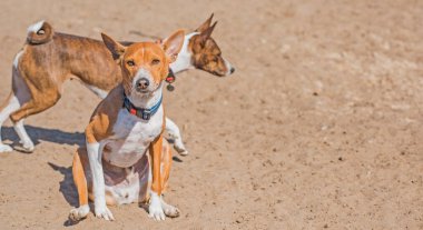 Afrika 'dan gelen Basenji köpekleri dışarıda dolaşıyor. Evcil hayvan ve köpek davranışları kavramı