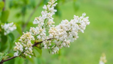 Bahçedeki leylak, bahçıvanlık ve bitki konseptini kapat