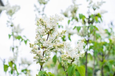 Bahçedeki leylak, bahçıvanlık ve bitki konseptini kapat