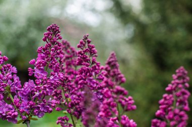Bahçedeki leylak, bahçıvanlık ve bitki konseptini kapat