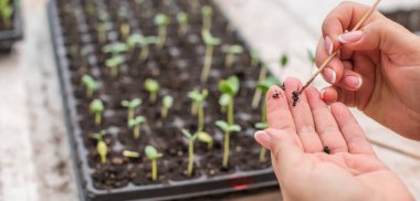 Bir seradaki filizlerin, bahçeciliğin ve bitki konseptinin resmini kapat
