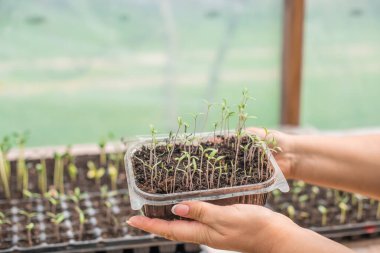 Bir seradaki filizlerin, bahçeciliğin ve bitki konseptinin resmini kapat