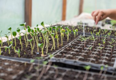 Bir seradaki filizlerin, bahçeciliğin ve bitki konseptinin resmini kapat