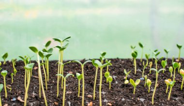 Bir seradaki filizlerin, bahçeciliğin ve bitki konseptinin resmini kapat
