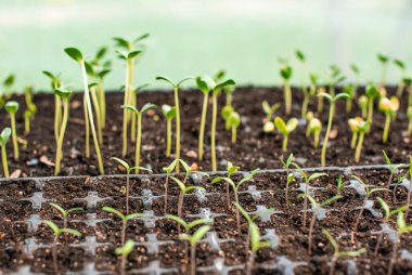 Bir seradaki filizlerin, bahçeciliğin ve bitki konseptinin resmini kapat