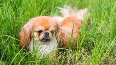 Doğada Pekin köpeğinin dekoratif bir türü. Güzel pofuduk köpek açık hava portresi