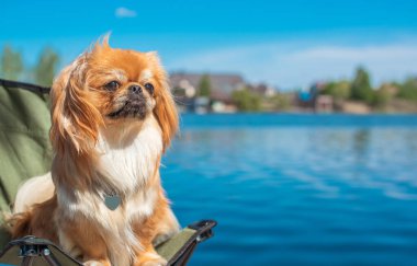 Doğada Pekin köpeğinin dekoratif bir türü. Güzel pofuduk köpek açık hava portresi