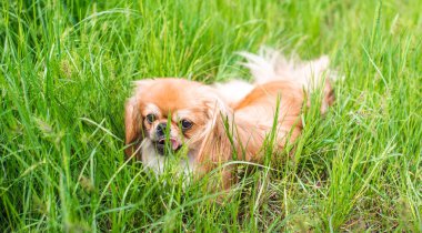 Doğada Pekin köpeğinin dekoratif bir türü. Güzel pofuduk köpek açık hava portresi