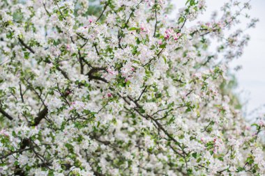 Elma bahçesi çiçeği. Flora ve bahçıvanlık kavramı. Güzel beyaz çiçekler
