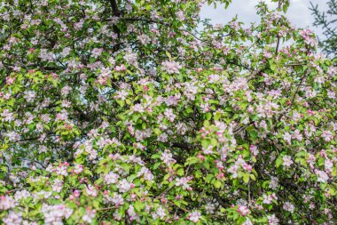 Elma bahçesi çiçeği. Flora ve bahçıvanlık kavramı. Güzel beyaz çiçekler