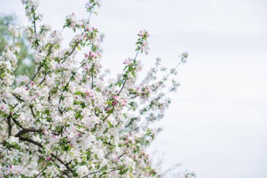 Elma bahçesi çiçeği. Flora ve bahçıvanlık kavramı. Güzel beyaz çiçekler